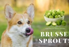 can dogs eat brussel sprouts