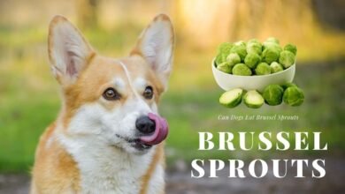 can dogs eat brussel sprouts