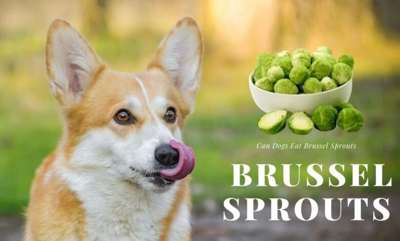 can dogs eat brussel sprouts