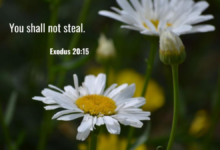 exodus 20:15