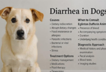 why does my dog have diarrhea